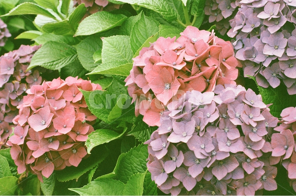 꽃,식물,수국,보라색,여름꽃,식물,자연,plants,nature,꽃,flower,감성,sensible,feeling,색깔,색상,색채,색감,color sense,color sensitivity,feeling of color