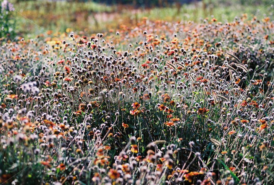 plant,식물,삼락생태공원,야생화,wildflower