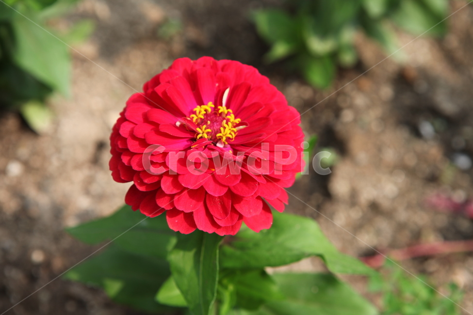 식물,꽃,수목원,여름,flower,식물,자연,plants,nature,꽃,flower
