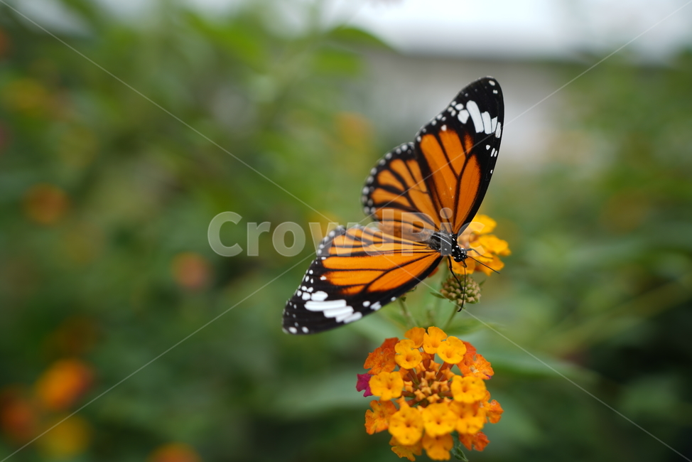 별선두리왕나비,commontiger,butterfly,자연,곤충,식물,왕나비아과,끝검은왕나비,호랑나비,네발나비과,식물,자연,plants,nature,꽃,flower,동물,animal,곤충,벌레,insect,bug