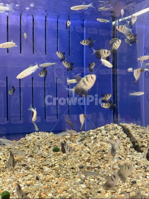 물고기,피쉬,어항,어항속물고기,열대어,동물,animal,어류,물고기,fish