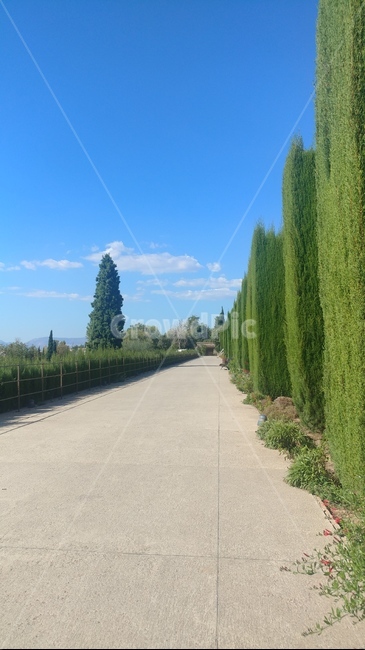 나무,자연,풍경,하늘,길,자연,풍경,nature,landscape,road,도로,tree,plant,식물