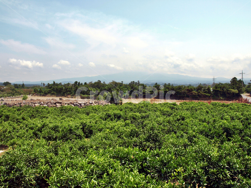 올레17코스,올레,제주,숲,귤밭,구름,자연,자연,풍경,nature,landscape,outdoors,옥외,field,들,rural,농촌,farm,농장