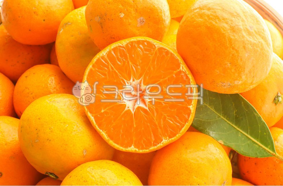 citrusfruit,감귤류과일,음식,주황색,귤잎,귤나무,귤,감귤