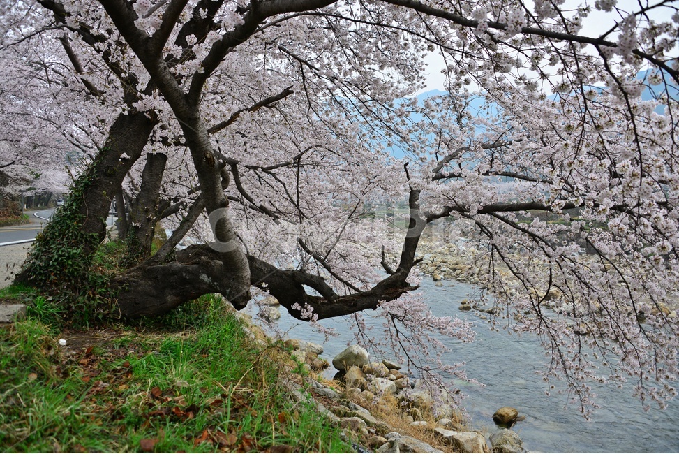 nature,자연,weather,날씨,outdoors,옥외,plant,식물,경치,경관,풍경,경남,하동,섬진강변,벚꽃길,화개십리벚꽃길,봄,계절