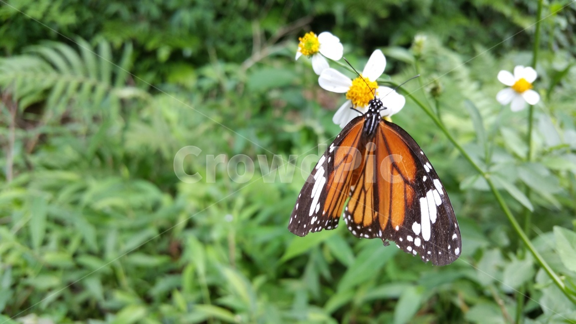 나비,곤충,날개무늬,날개,insect