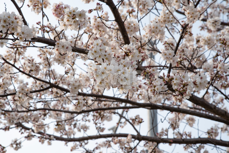 벚꽃,사쿠라,벚나무,spring,season,봄꽃,식물,나무,꽃,flower,감성,계절,시즌,sensitivity,warm,pink,봄,plants,nature,자연,봄,계절,spring,season,식물,자연,plants,nature,꽃,flower,plant,blossom