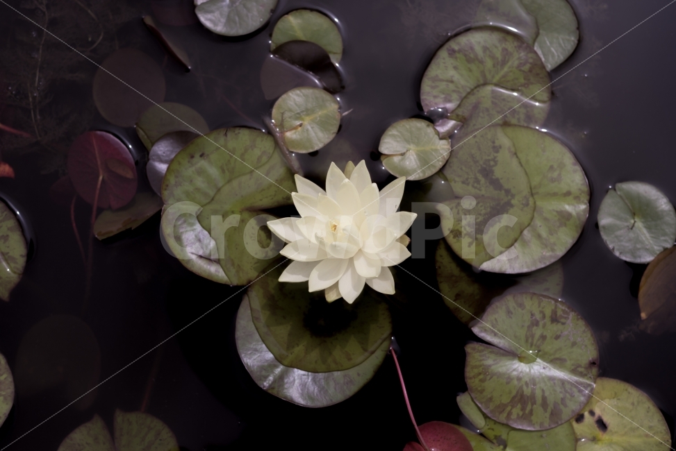 landscape photography,flower photo,Suncheon Bay Wetland,color,travel photos,feeling,Lotus,Emotional photo