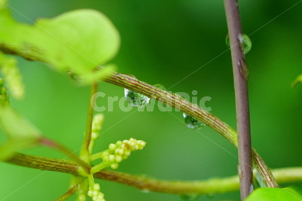 물방울,이슬,식물,풀,풀잎,자연,접사,클로즈업,풍경,waterdrop,dewdrop,빗물,nature,plant,plants,landscape,macro,closeup,이파리,식물,자연,plants,nature