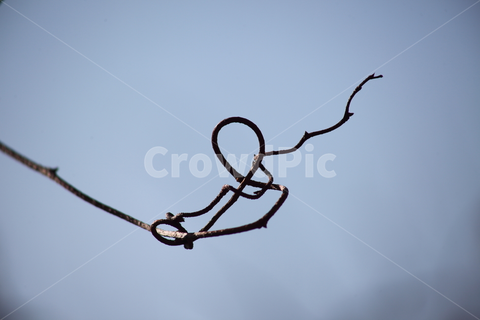 덩굴식물,가을,climbingplant,미역줄나무,tripterigium,식물,자연,plants,nature,나무,trees,wood