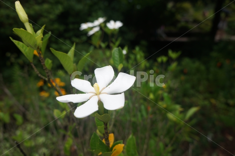 꽃,꽃한송이,하얀꽃,들판,꽃포커스,식물,자연,plants,nature,꽃,flower