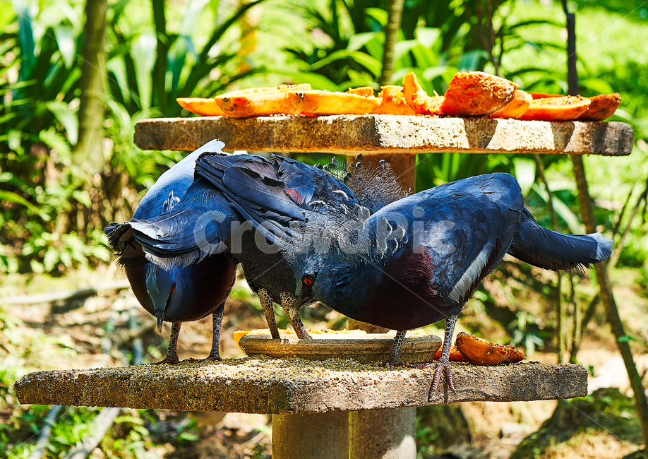 새,조류,먹이,식사,부리,동물,animal,조류,새,birds