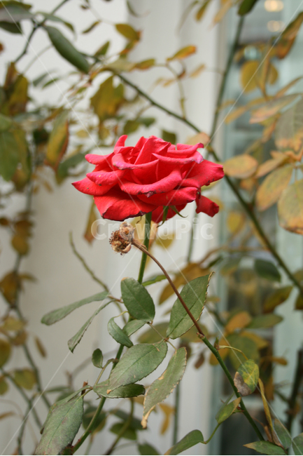 장미,꽃,식물,flower,color,nature,자연,식물,자연,plants,nature,꽃,flower