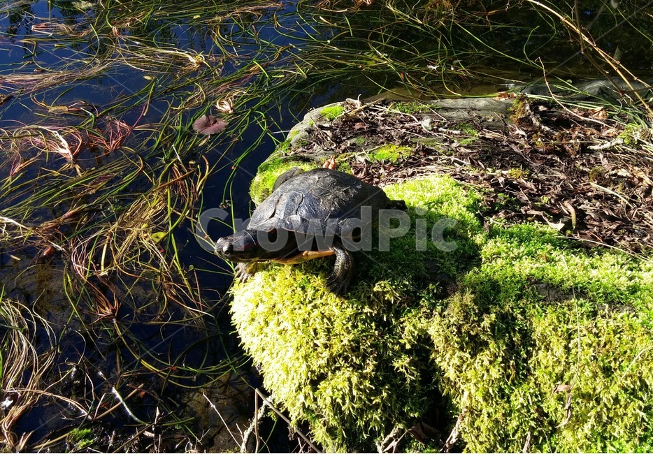 자라,거북이,연못,자연,환경,자연보호,녹색,동물,animal,파충류,양서류,reptile,amphibian
