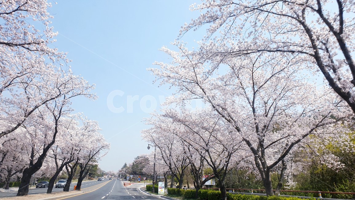 벚꽃,나무,봄,자연,분홍,식물,plant,tree,nature