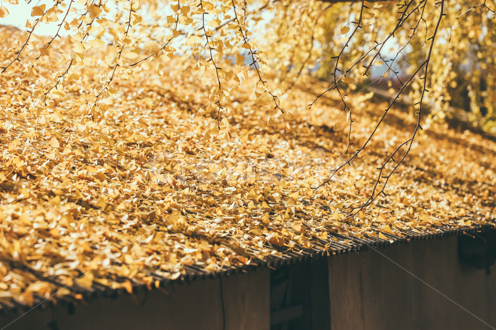 leaf,잎,plant,식물,tree,나무,은행나무,ginkgo,낙옆,나뭇잎,노랑노랑,가을,가을,계절,fall,autumn,season,자연,풍경,nature,landscape