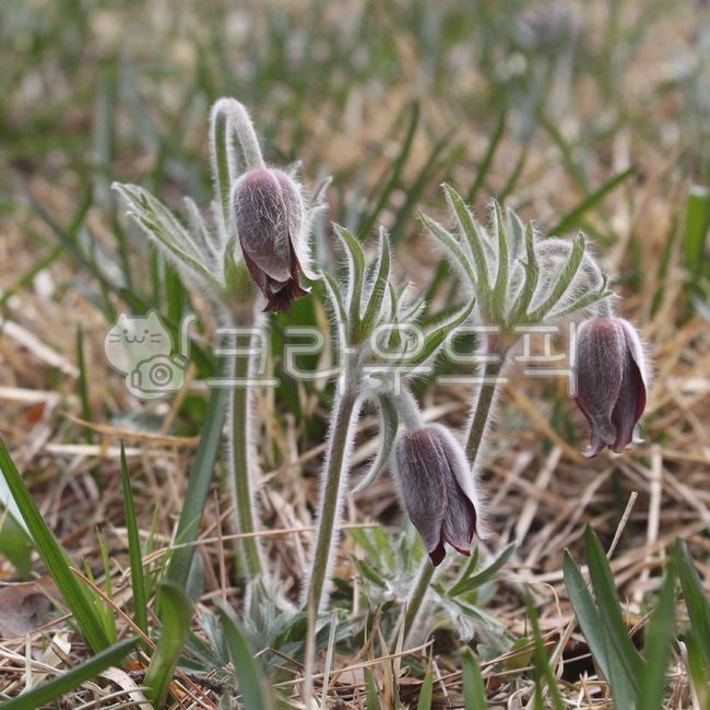 할미꽃,야생화,자생식물,꽃,flower