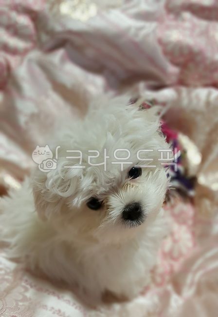 강아지,동물,애완동물,반려동물,말티즈