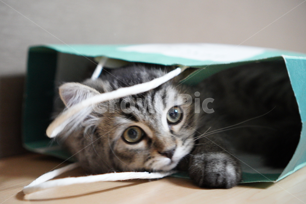 고양이,어리고양이,아기고양이,페르시안고양이,반려묘,냥이,동물,animal,포유류,mammal,고양이,cat,kitten,kitty