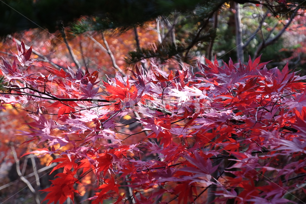단풍,나무,가을,자연,식물,노란,노랑,fall,tree,주황,nature,red,yellow,붉은,plant,가을,계절,fall,autumn,season,자연,풍경,nature,landscape,leaf,잎,maple