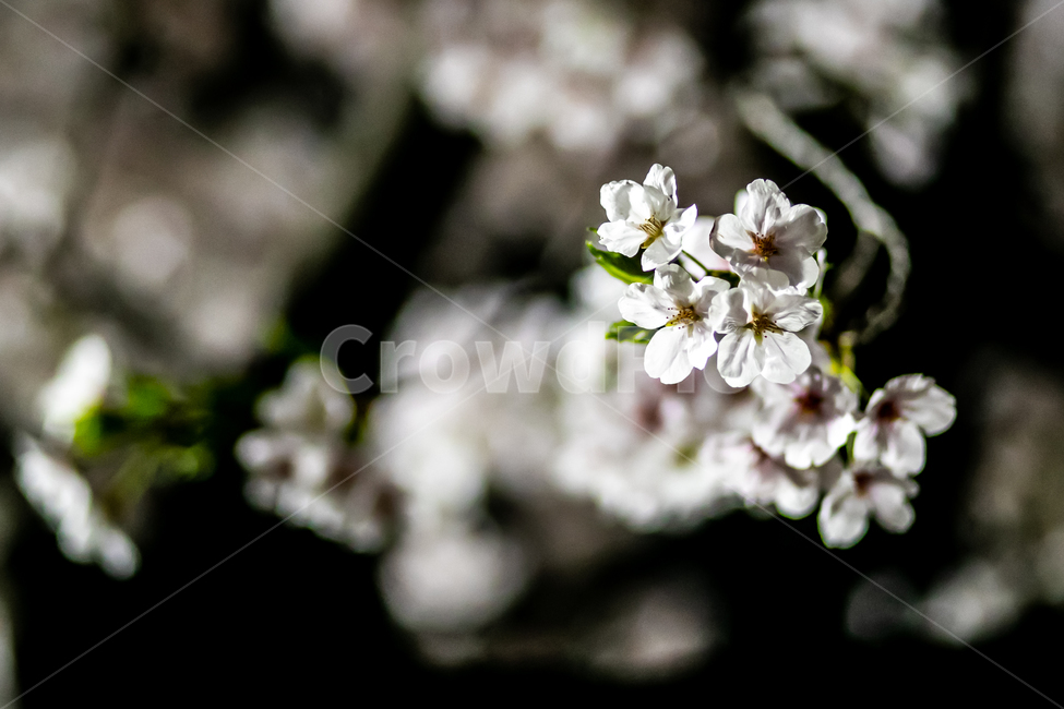 공원,밤,flower,night,벚꽃,꽃잎,꽃,flower
