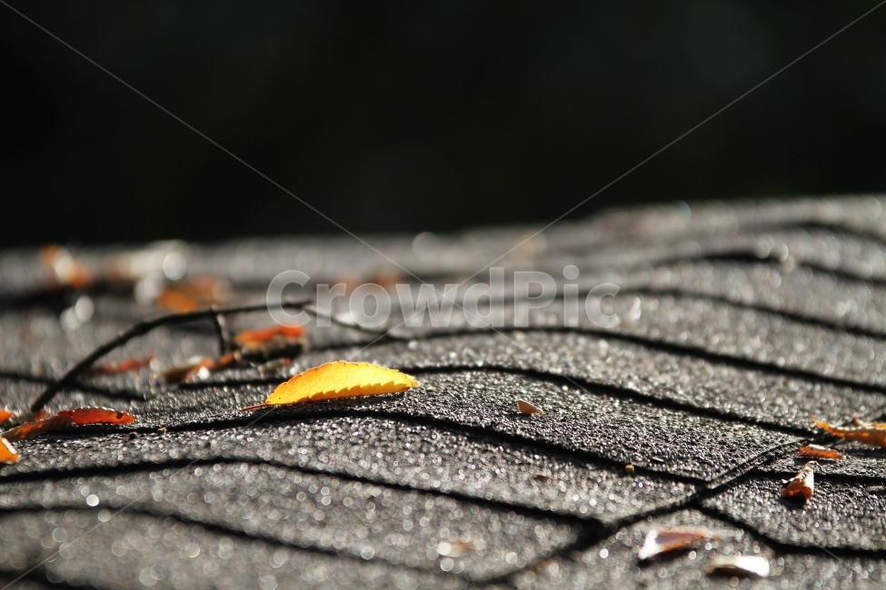단풍잎,가을풍경,식물,자연,감성사진,단풍,가을,계절,fall,autumn,season,식물,자연,plants,nature,감성,sensible,feeling,leaf,잎,plant