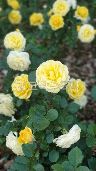 rose flower field,autumn rose,blossom,yellow flower,yellow petals,rose flower bed,flower,petal,yellow rose,plant,rose,yellowroses