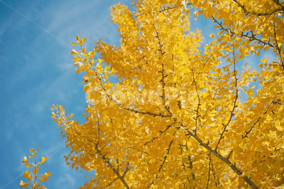 나무,tree,은행나무,plant,식물,가을,가을,계절,fall,autumn,season,식물,자연,plants,nature,나무,trees,wood,leaf,잎