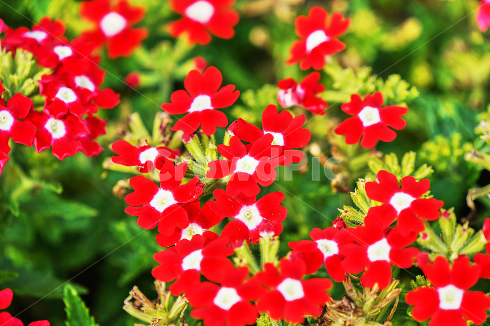 꽃,여름,식물,자연,나들이,식물,자연,plants,nature,꽃,flower