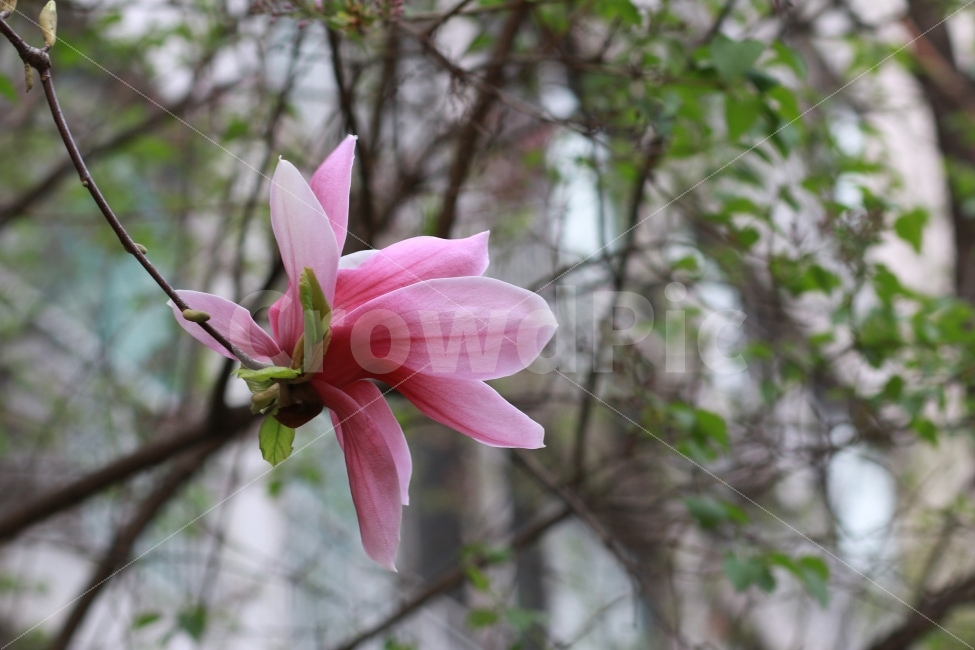 대한민국,꽃,봄,자목련,목련,봄꽃,식물,자연,plants,nature,꽃,flower