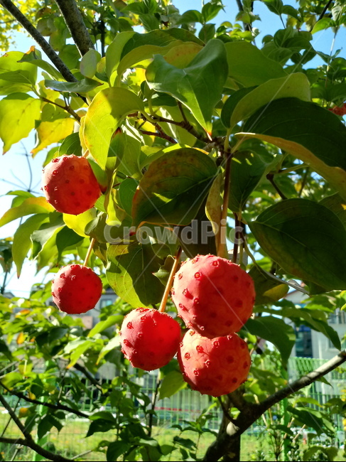 식물,열매,과일,나무,산딸나무,붉은열매,fruit,plant,과일,열매,fruit