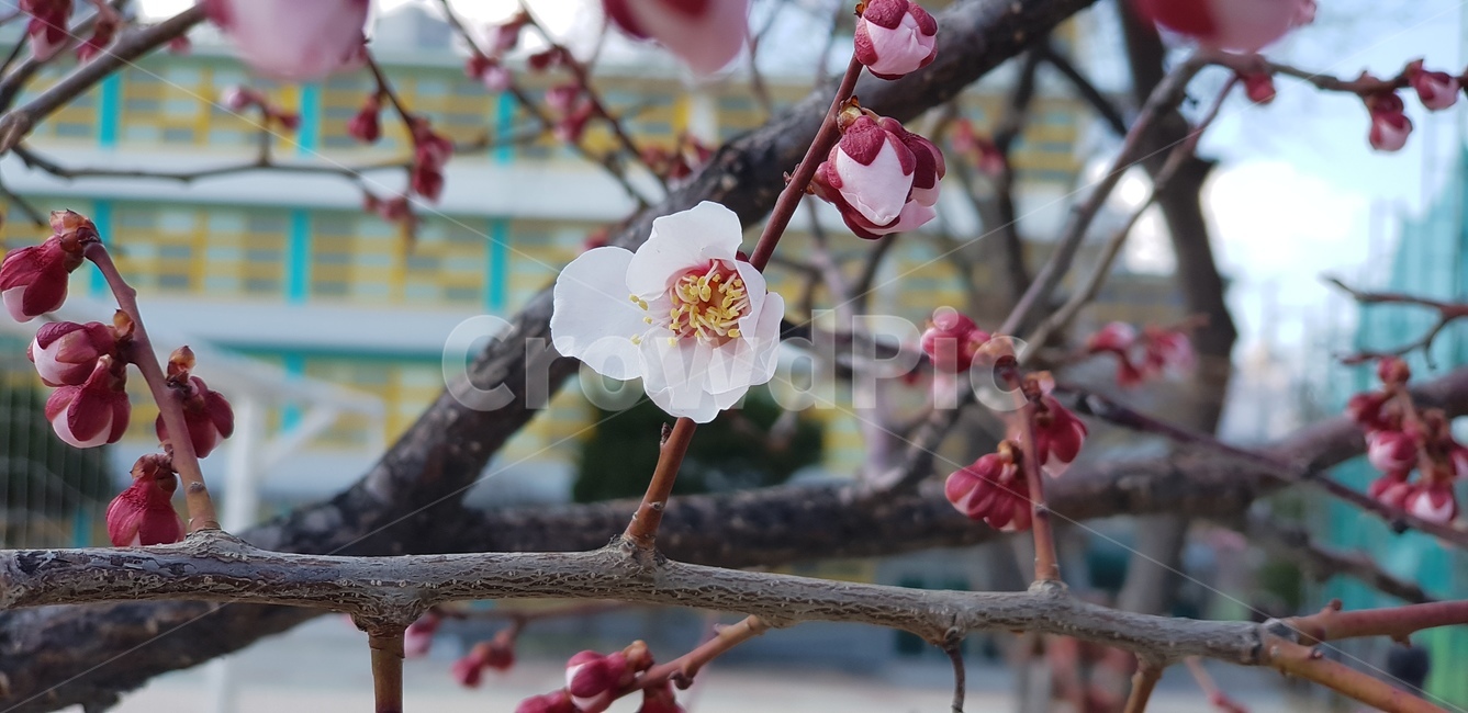 봄꽃,벗꽃,꽃,나무,봄,식물,자연,plants,nature,꽃,flower