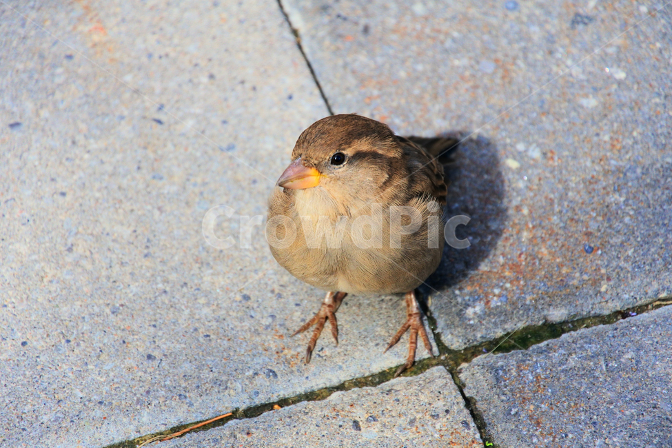 참새,새,작은새,bird,sparrow,앉아있는새,귀여운새,동물,animal,조류,새,birds