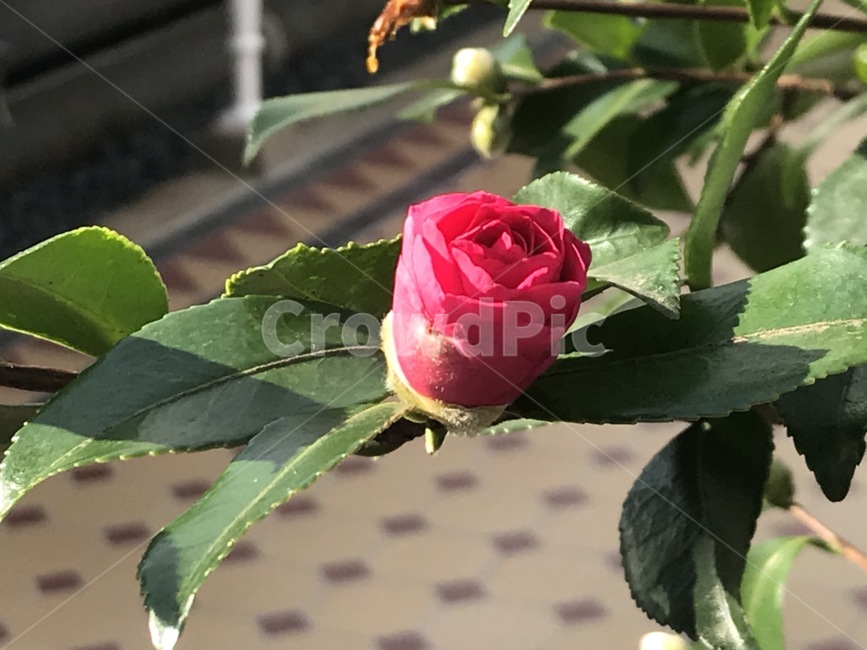 장미,꽃,rose,로즈,장미꽃