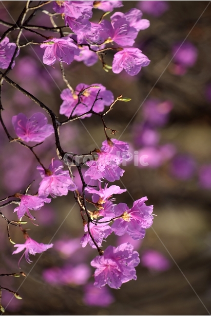 진달래,진달래꽃,봄꽃,봄,연분홍진달래,봄,계절,spring,season,식물,자연,plants,nature,꽃,flower,plant