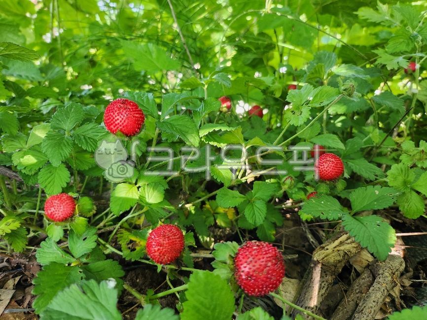 산딸기,뱀딸기,berry,food,음식,fruit,과일,strawberry,딸기