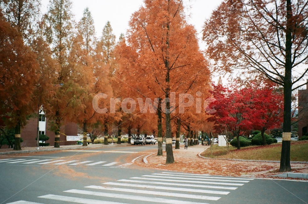 캠퍼스,주황색,빨간색,횡단보도,도로,필름사진,필름카메라,가을,계절,fall,autumn,season,식물,자연,plants,nature,나무,trees,wood,asphalt,아스팔트,road