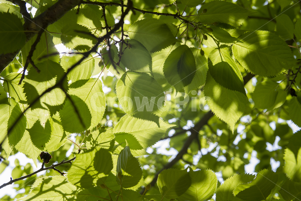 자연,가지,봄,여름,나무,잎,숲,하늘,클로즈업,녹색,햇빛,성장,매실,Nature,branch,spring,summer,tree,leaf,forest,sky,closeup,green,sun,growth,plum,식물,자연,plants,nature