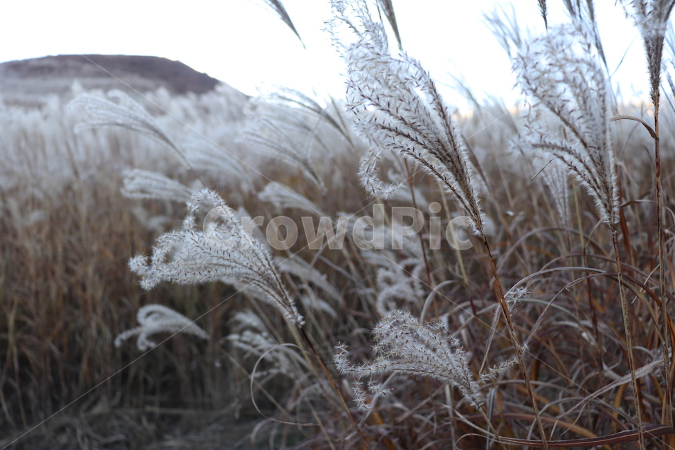 nature,자연,갈대,풀,가을,가을,계절,fall,autumn,season,outdoors,옥외,ice,빙,frost,서리,snow,눈