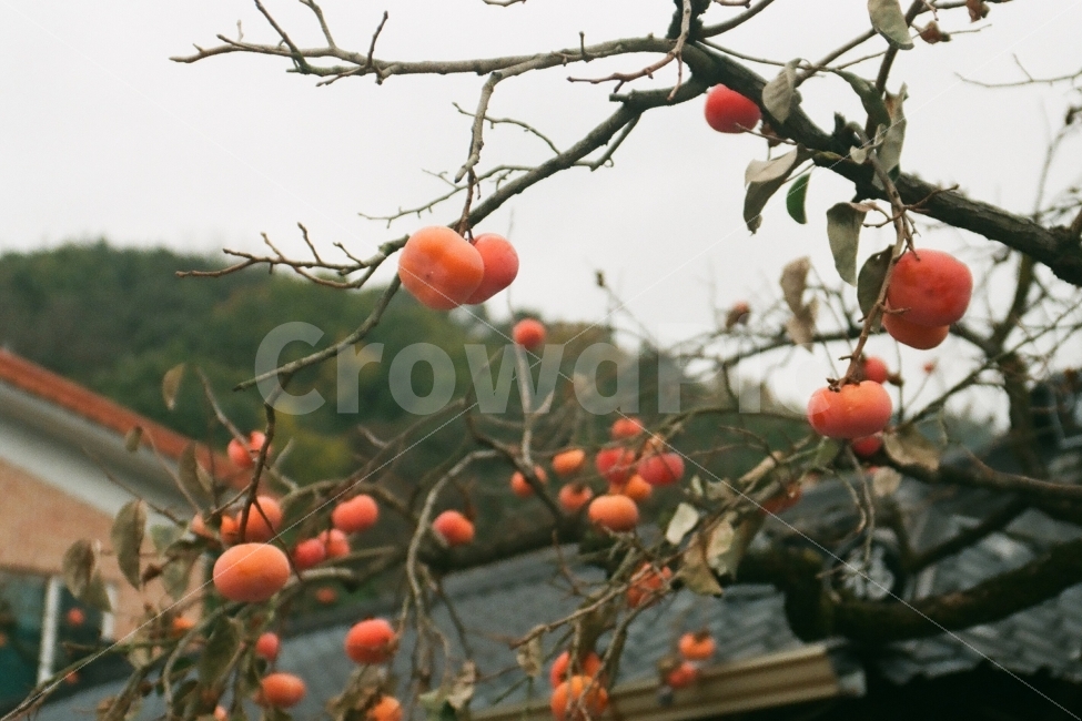감나무,감,나무,필름사진,시골,가을,계절,fall,autumn,season,식물,자연,plants,nature,음식,식재료,요리,food,cook,meal,dishes,food reserves,과일,열매,fruit,plant,persimmon