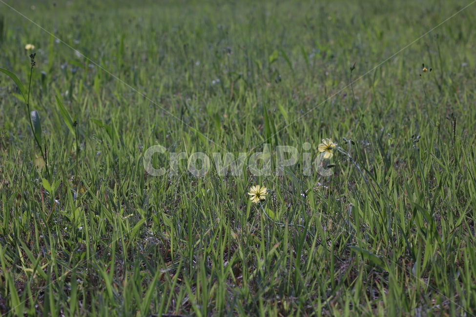 grass,잔디,plant,식물,vegetation,초목,자연,풍경,nature,landscape