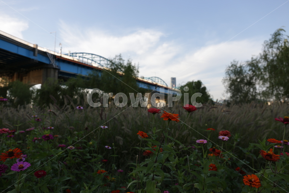 bridge,flower,꽃,한강,백일홍,식물,자연,plants,nature,꽃,flower