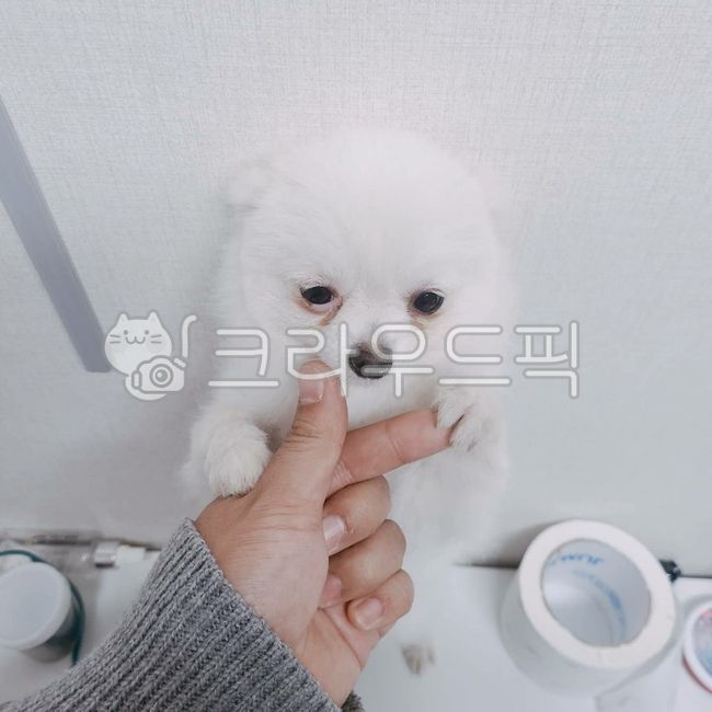 기죽은강아지,포메,포메라니안,강아지,브이강아지