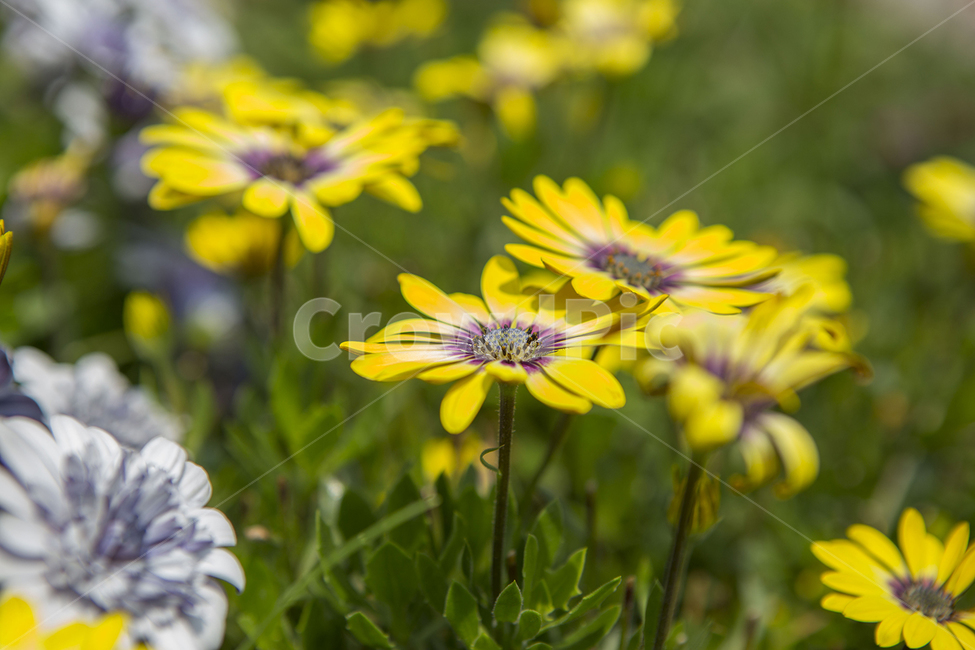 꽃,자연,정원,심도,아웃포커스,식물,자연,plants,nature,꽃,flower