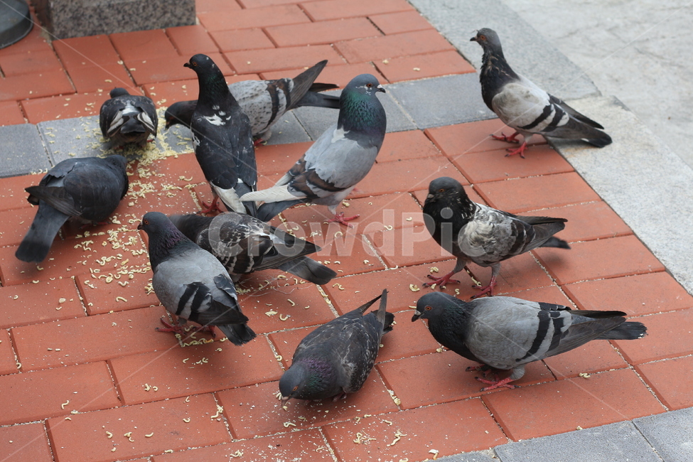 비둘기,먹이,동물,도시,길거리,동물,animal,조류,새,birds