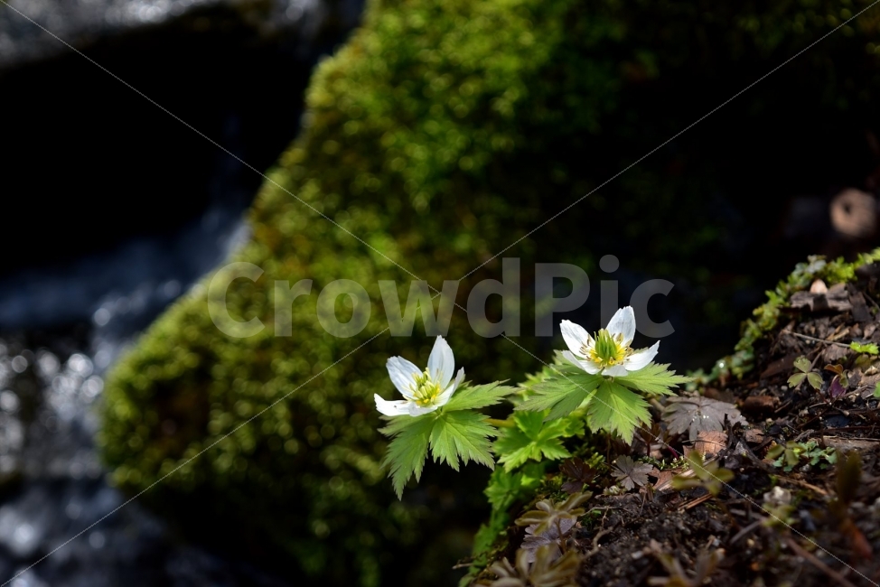 모데미풀,봄,야생화,꽃,청태산,강원도,봄꽃,고산야생화,감성,wildflower,산꽃,봄야생화,계곡,이끼,꽃말,슬픈추억,아쉬움,MegaleranthissaniculifoliaOhwi,금매화아재비,운봉금매화,식물,자연,식생,생태,식물,자연,plants,nature,꽃,flower