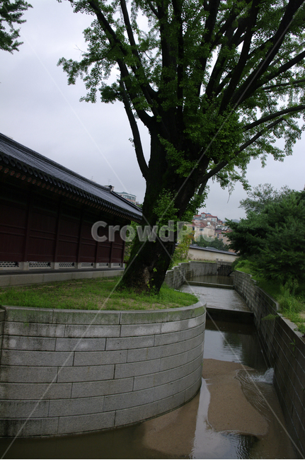 창덕궁,고궁,한옥,전통가옥,기와지붕,건축,traditional,나무,한국전통,한국문화,korean traditional,korean culture,랜드마크,landmark,tourist attraction,한국랜드마크,한국관광지,한국명소,korea landmark,korea tourist attraction