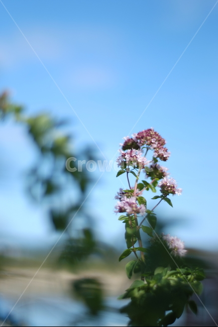허브,꽃허브,마조람꽃,보라색꽃,여름,식물,자연,plants,nature,꽃,flower