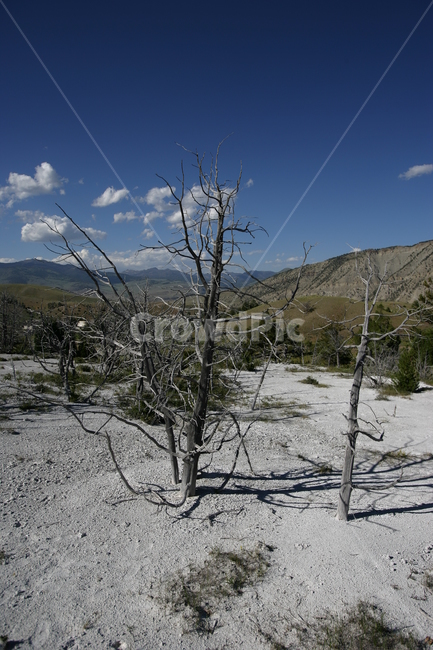 tree,나무,plant,식물,전나무,죽은나무,엘로우스톤,미국국립공원,미국,자연,풍경,nature,landscape