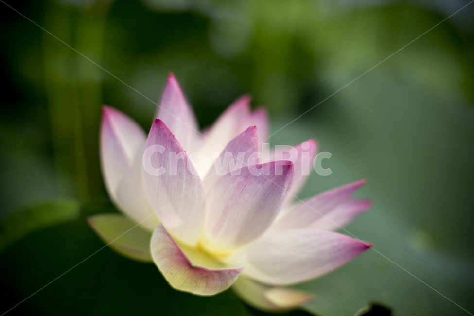 연꽃,수련,분홍색,여름꽃,flower,lotus